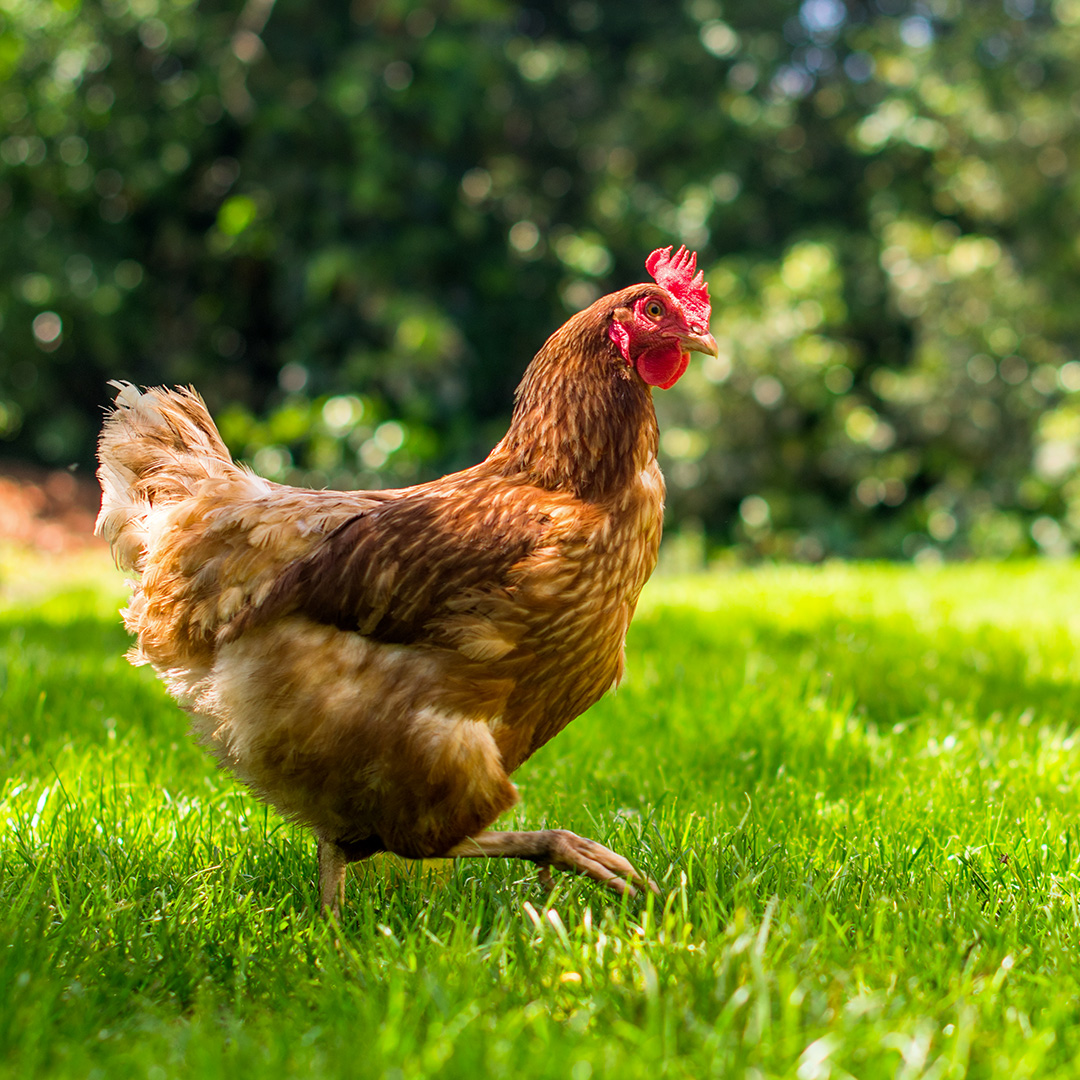 10. A quale animale assomigli quando scendi in campo?